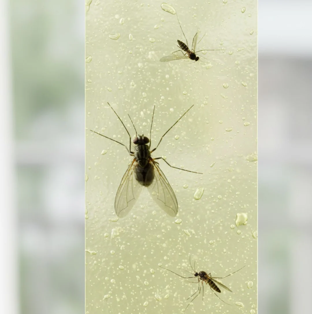 Fly, Mosquito & Insect Catcher Adhesive Sticky Glue Strips - Image 6