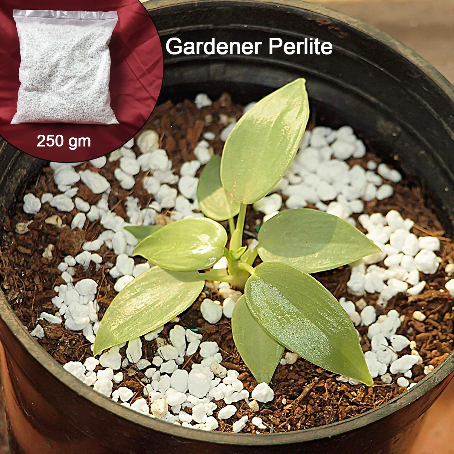 Paradise Perlite for Hydroponics & Horticulture Soil Conditioner (250 GM) - Image 3