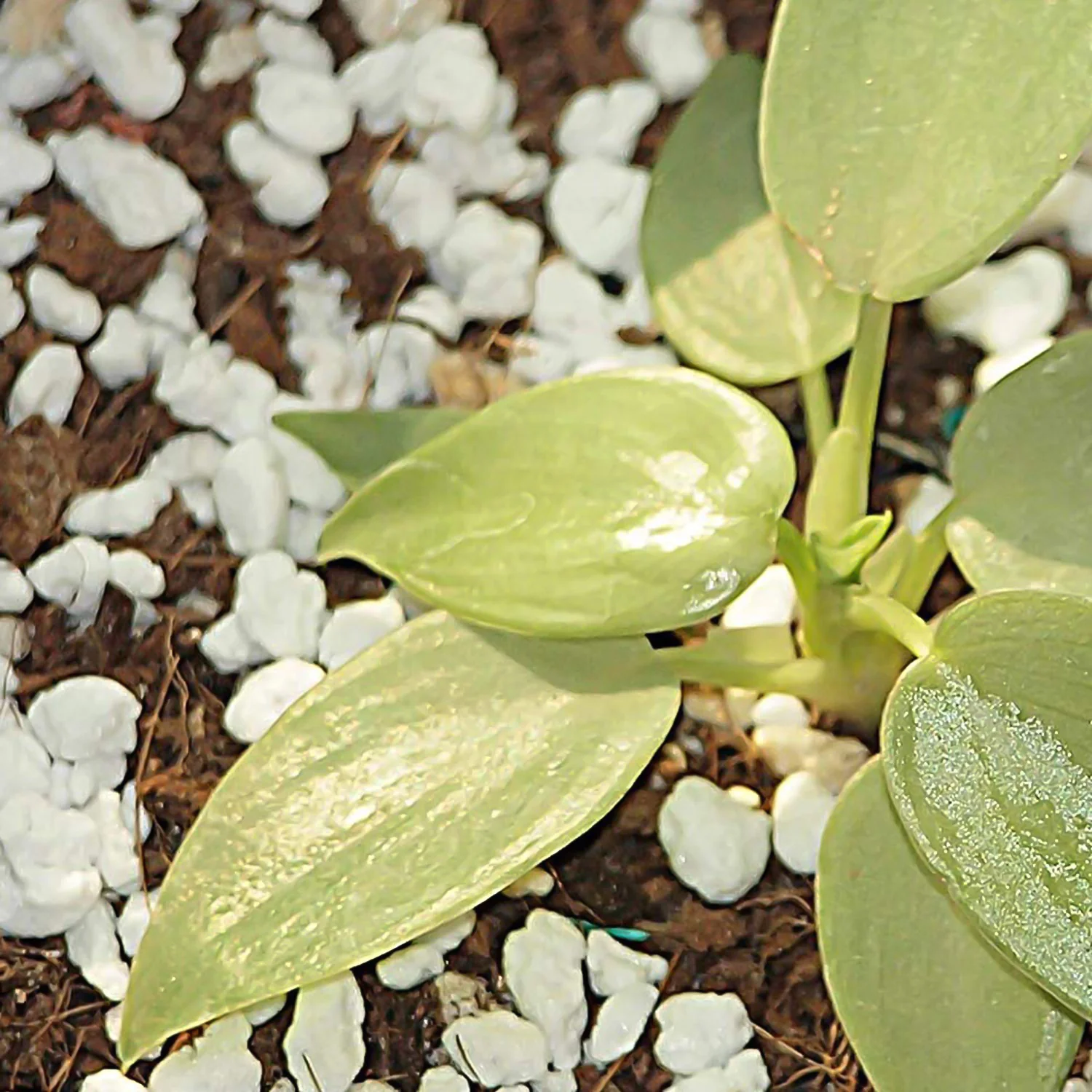 Paradise Perlite for Hydroponics & Horticulture Soil Conditioner (250 GM) - Image 6