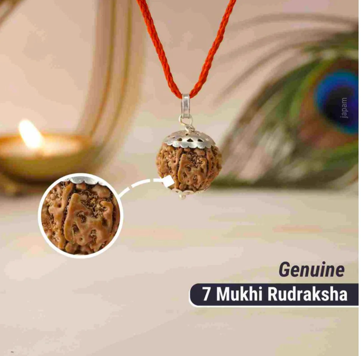 7 Mukhi Rudraksha / Seven Faced Rudraksha (Nepali) - Image 2
