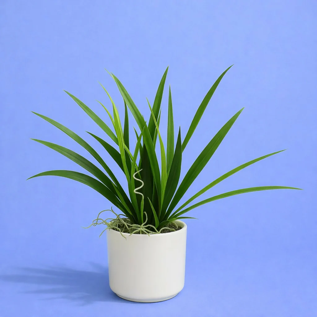 Artificial Indoor Tabletop Plant in Decorative Pot for Home & Office Décor - Image 2