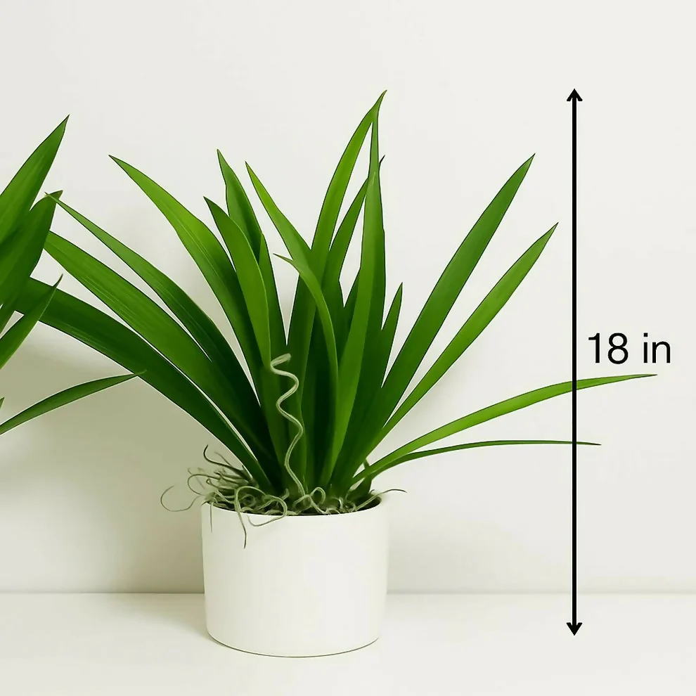 Artificial Indoor Tabletop Plant in Decorative Pot for Home & Office Décor - Image 3