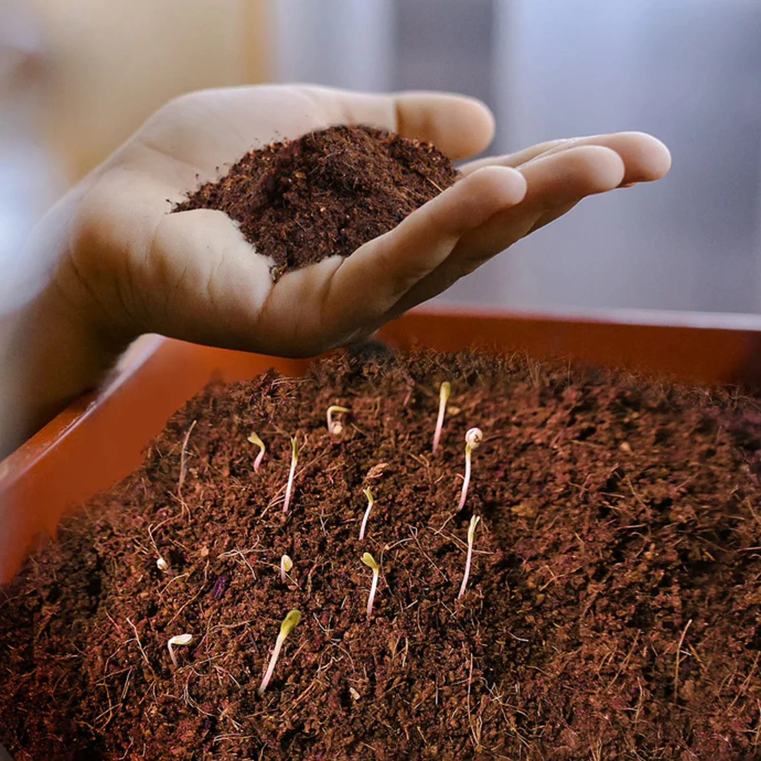 Cocopeat Block Organic Fertilizer & Potting Mixture for Home Gardening (1 KG) - Image 3