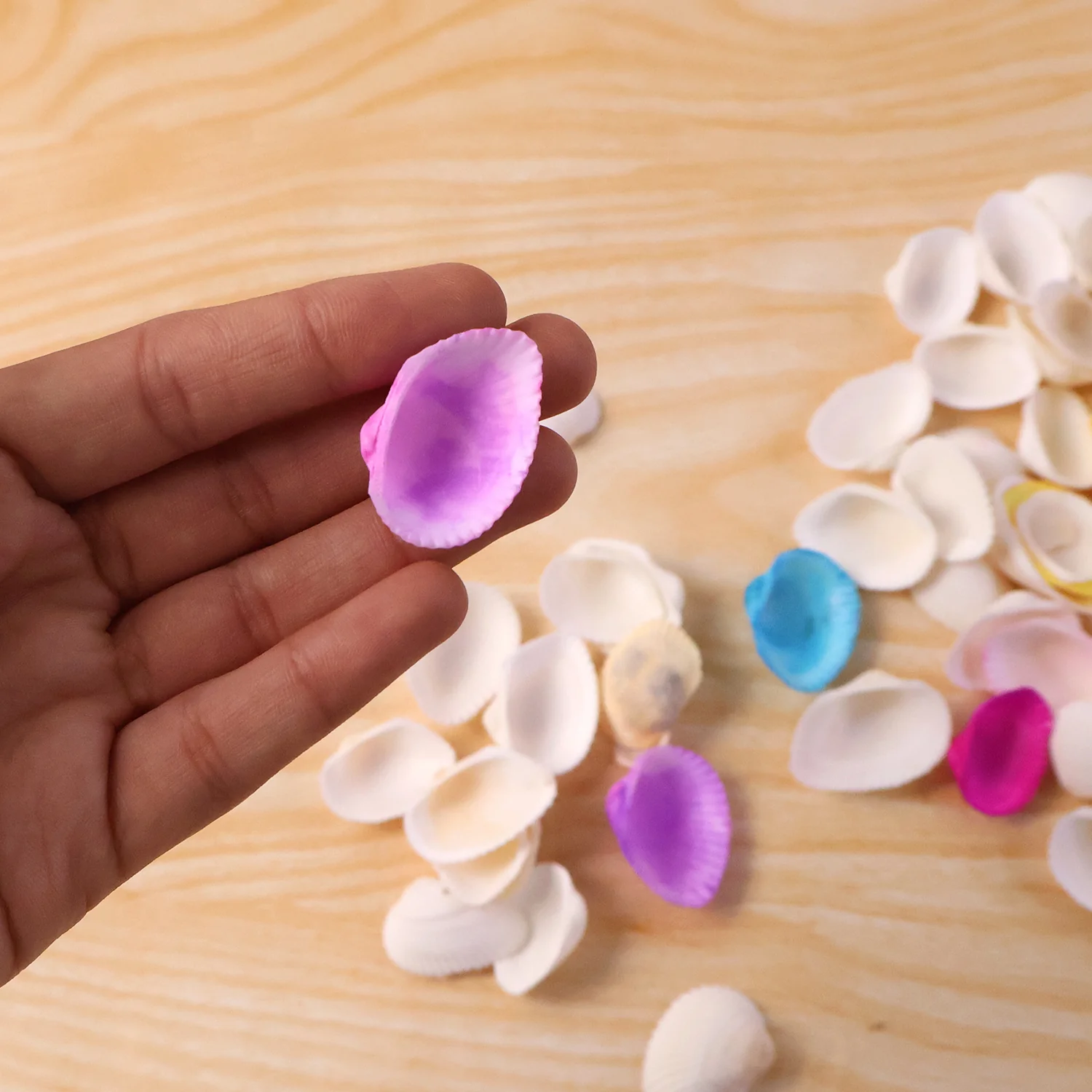 Decorative Seashells Set  (1 Set) - Image 3