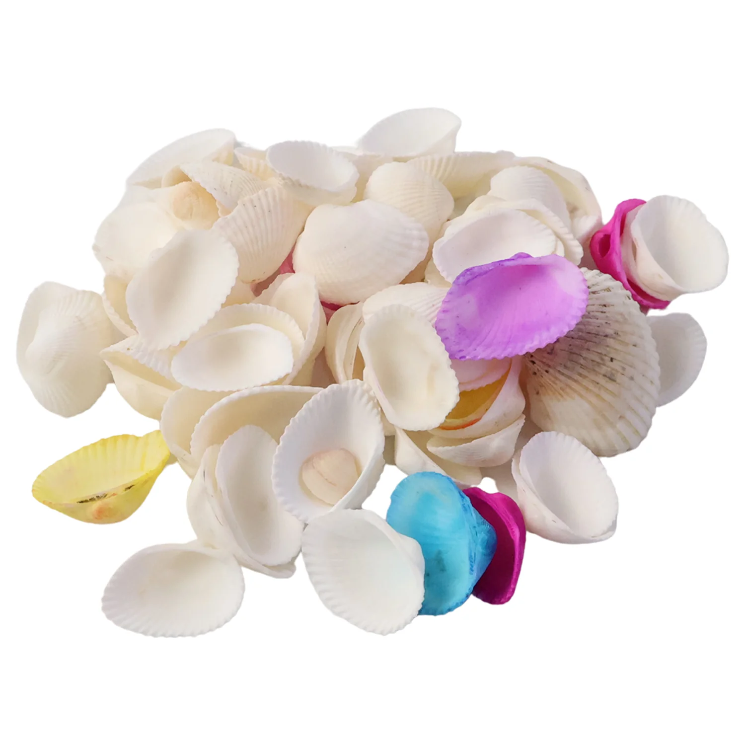 Decorative Seashells Set  (1 Set) - Image 5