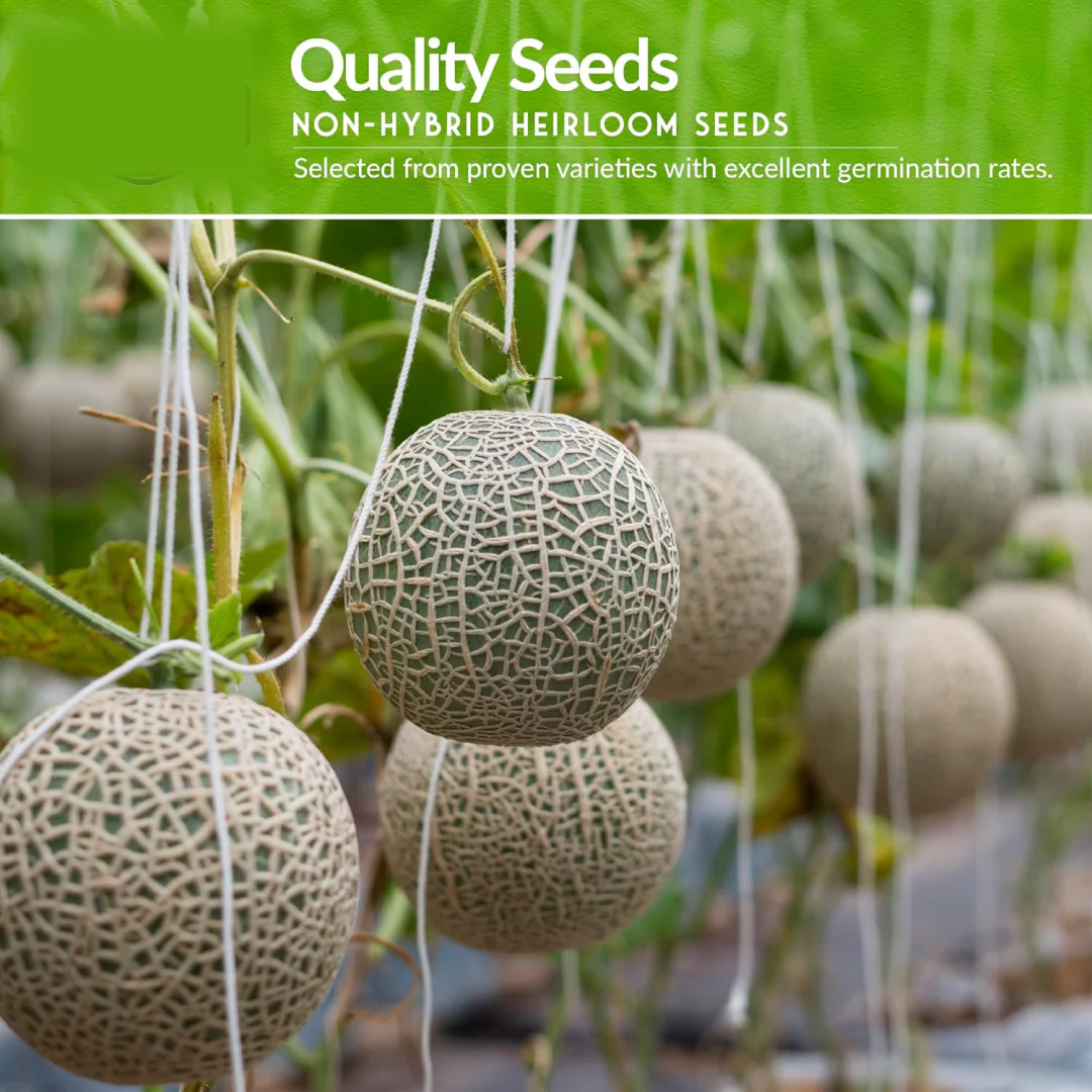Fruit Seeds Combo Pack - (10 Pc / Set) - Image 3