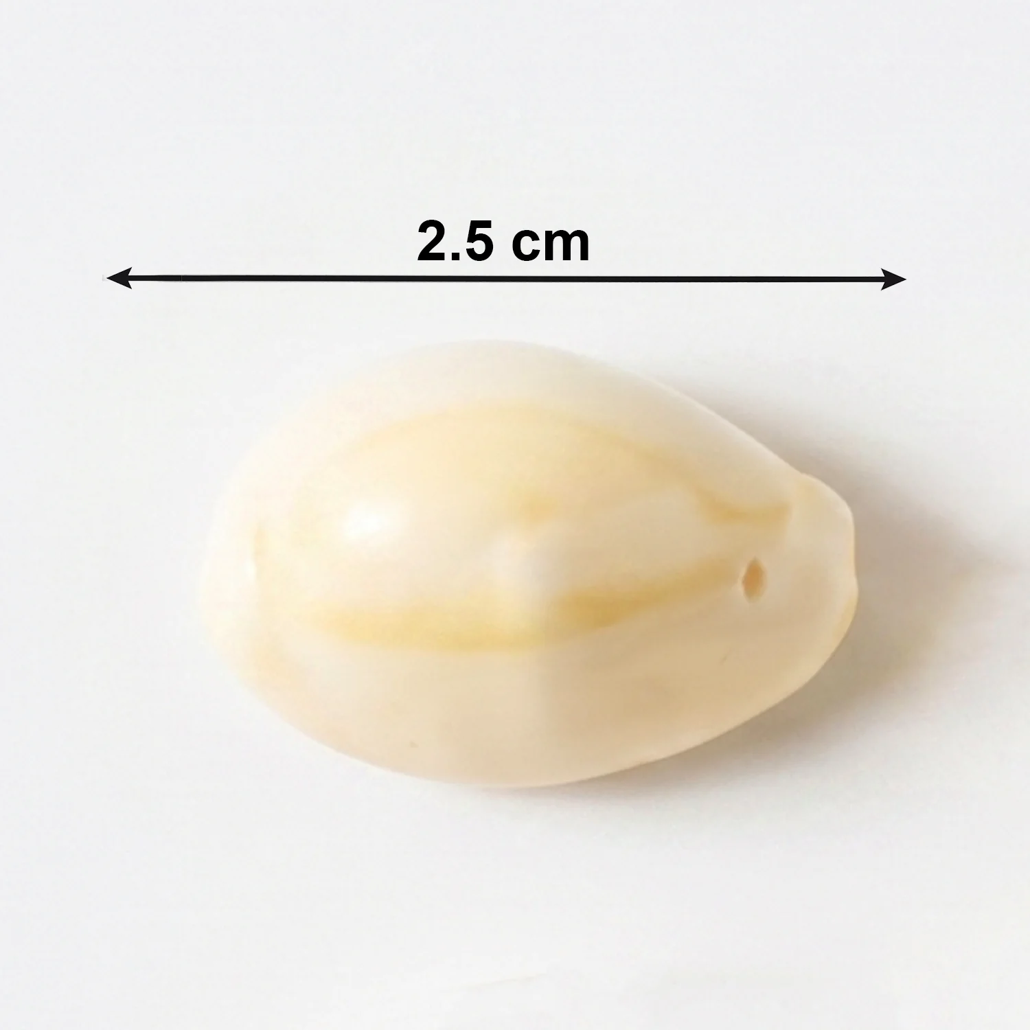 Natural Kaudi Cowrie Shells (4 Pc, Mix Size) - Image 6