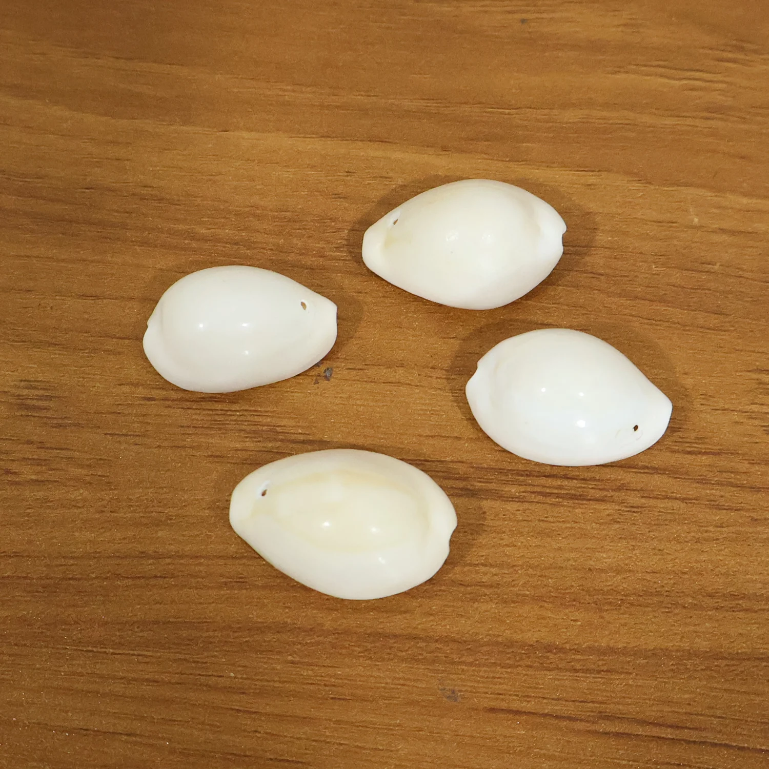 Natural Kaudi Cowrie Shells (4 Pc, Mix Size) - Image 9