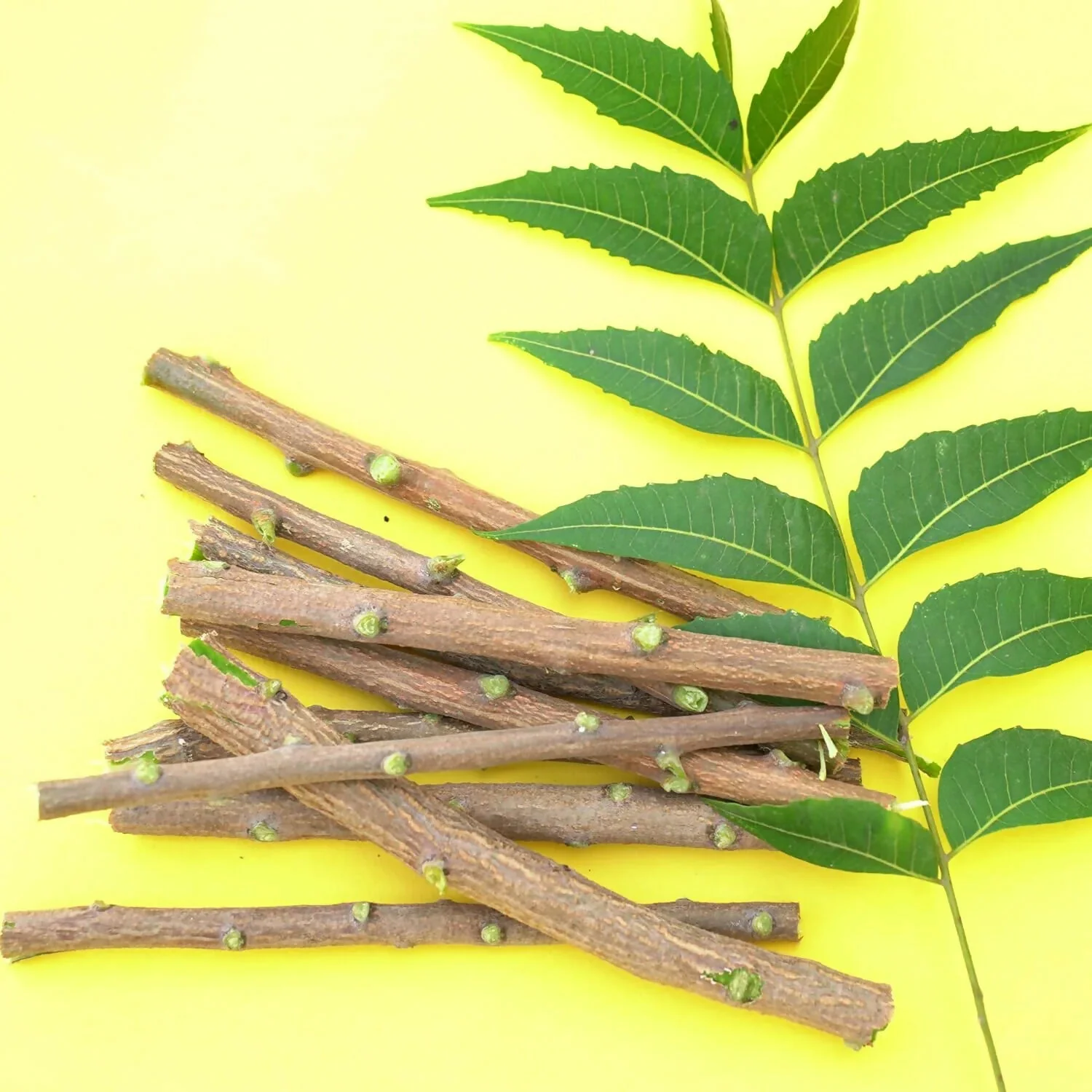 Natural Neem Wood Tooth Cleaning Sticks for Oral Care (10 Pc) - Image 6