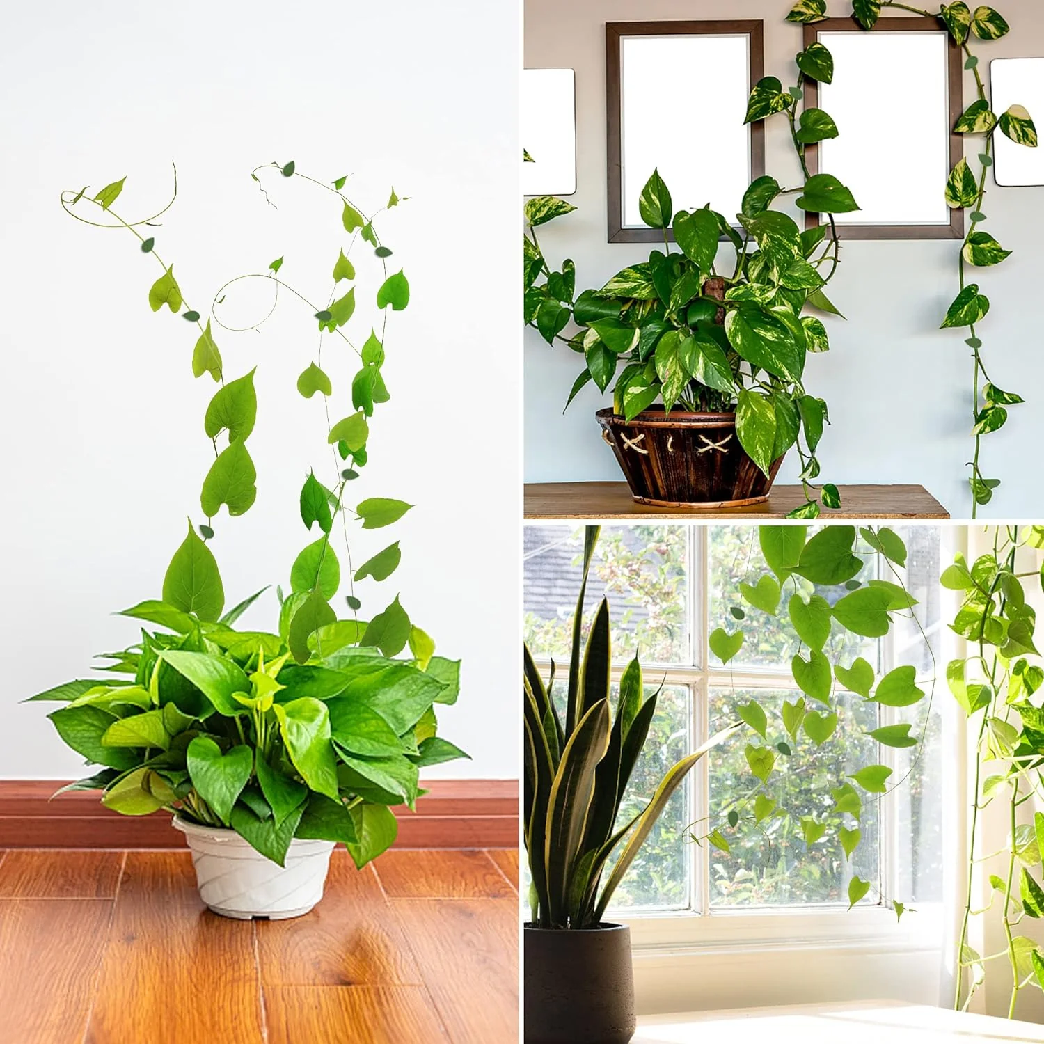 Plant Climbing Wall Fixture Clip (30 Pcs Set) - Image 9