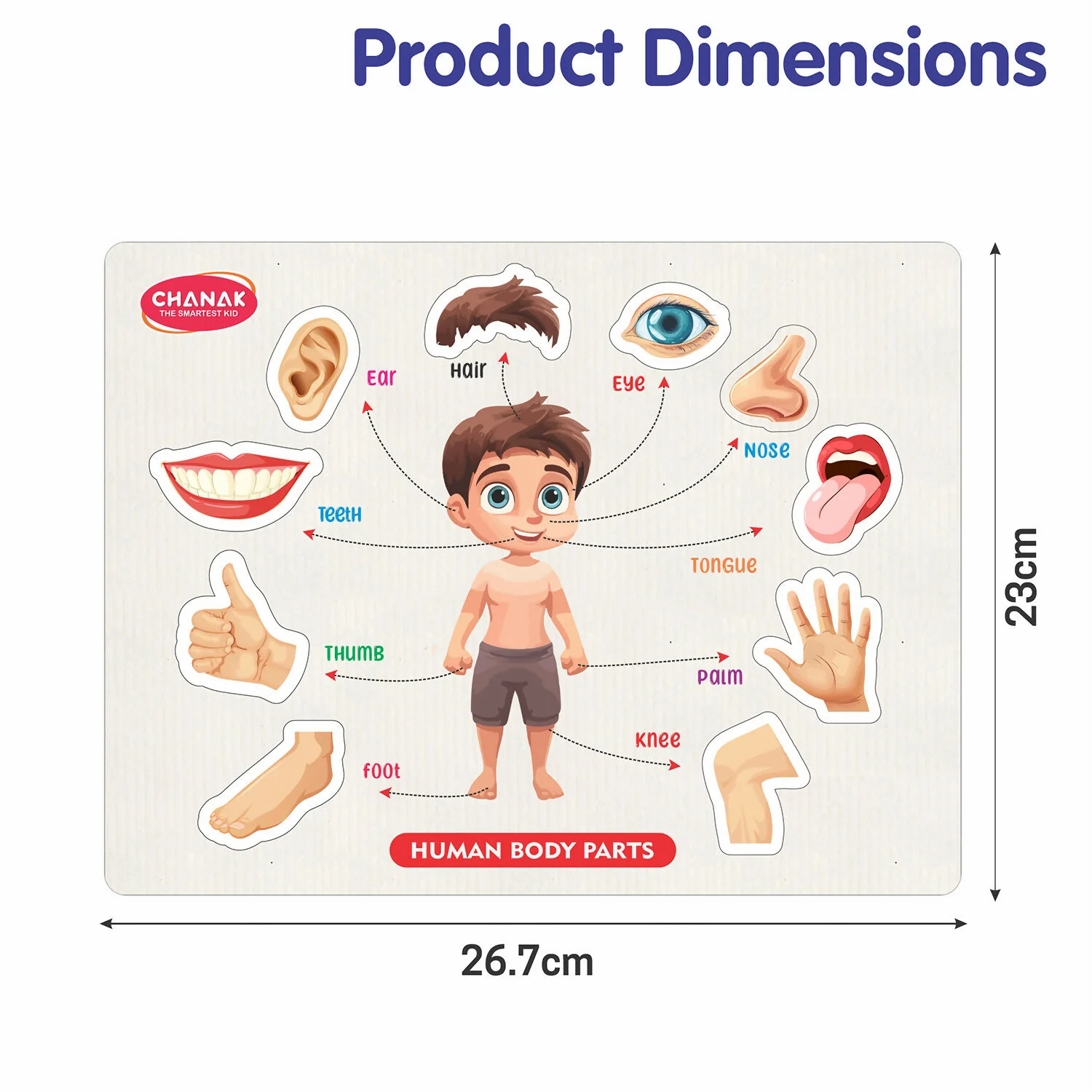 Wooden Human Body Parts Puzzle – Fun Early-Learning Board for Kids - Image 5